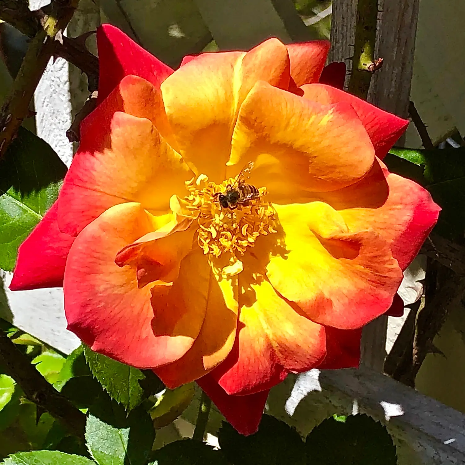 yellow orange flower