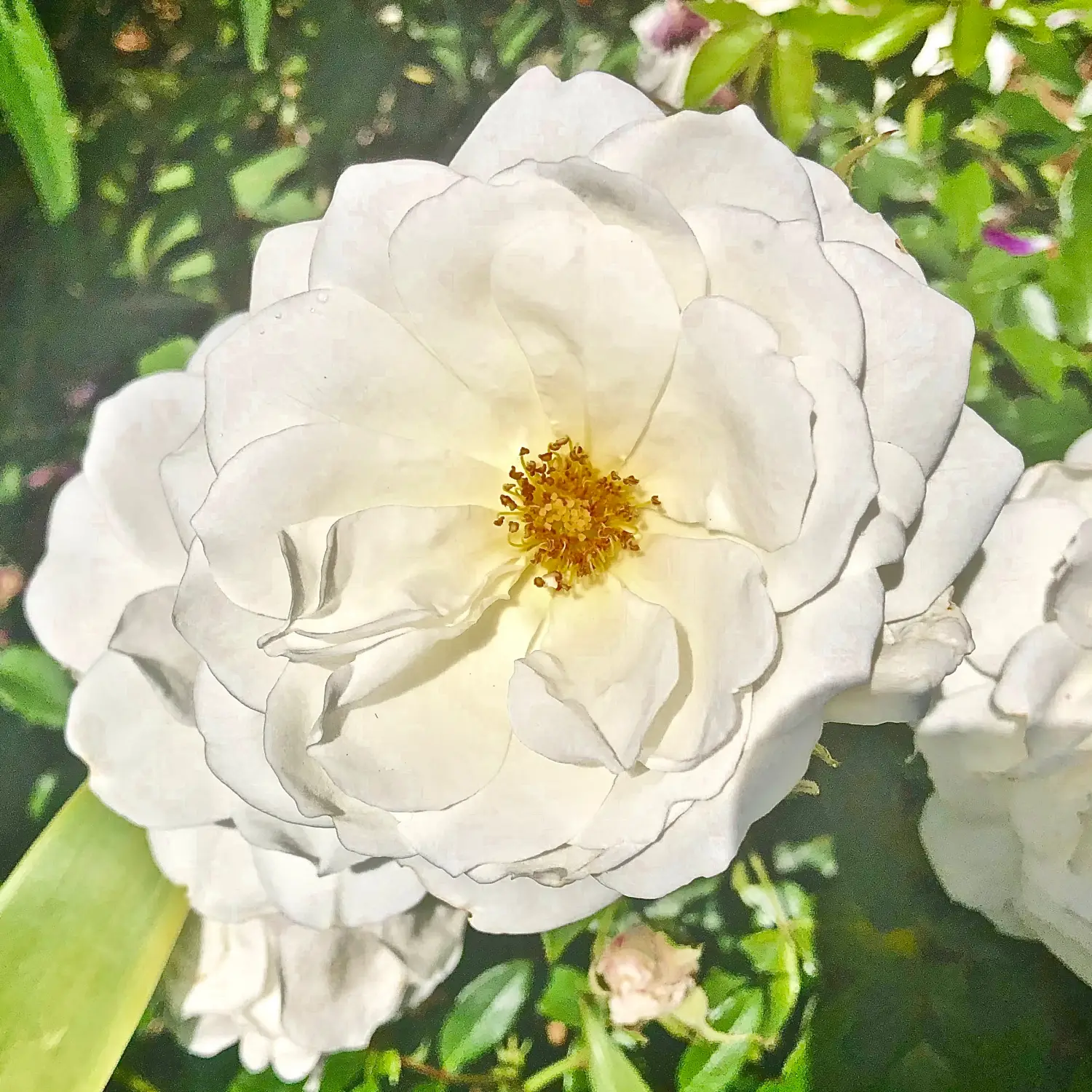 big white flower